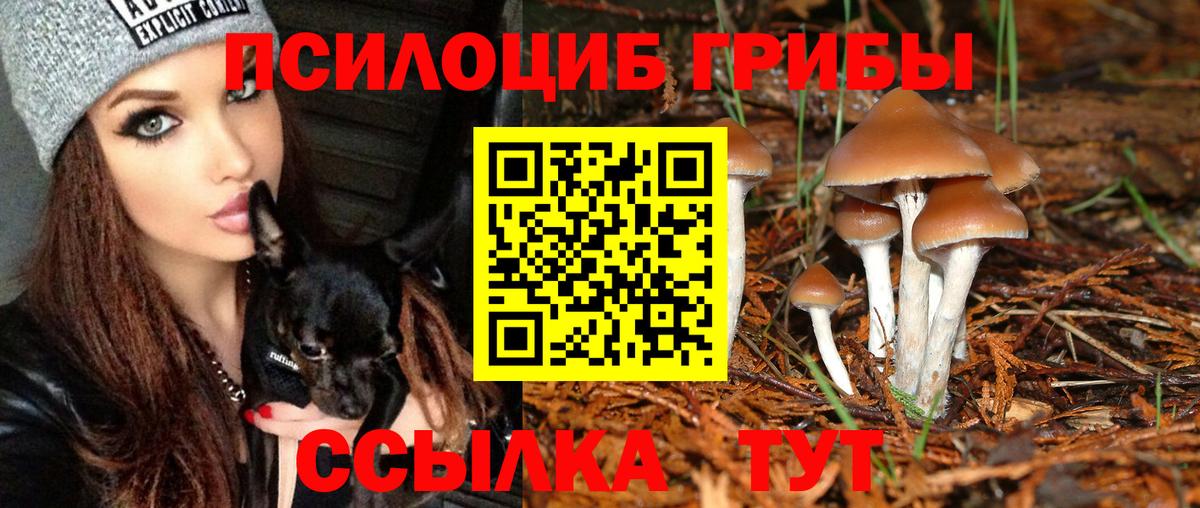 Псилоцибиновые грибы Psilocybine cubensis Строитель